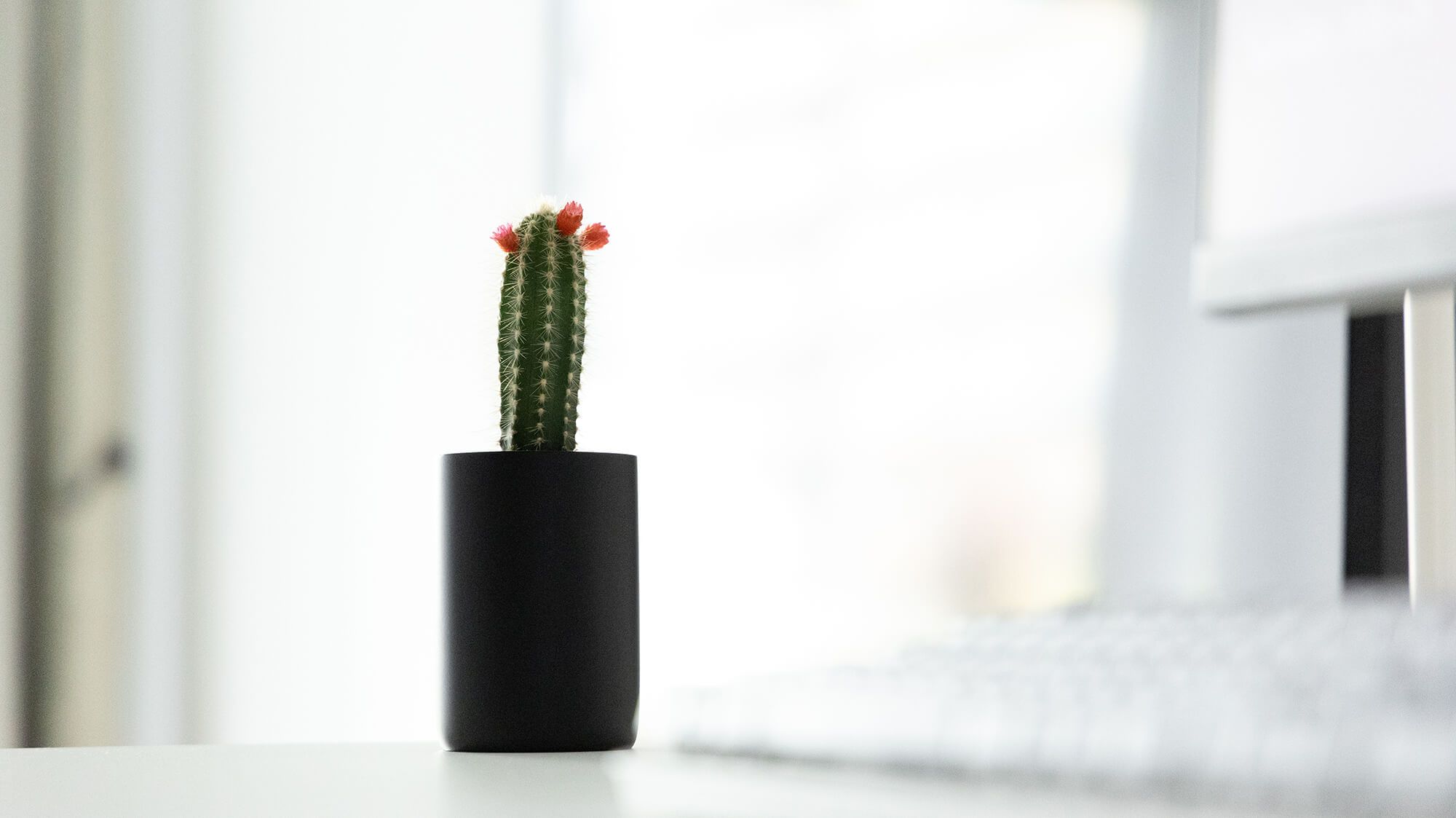 Add items like this cactus to your workspace to make it feel more personal and enjoyable