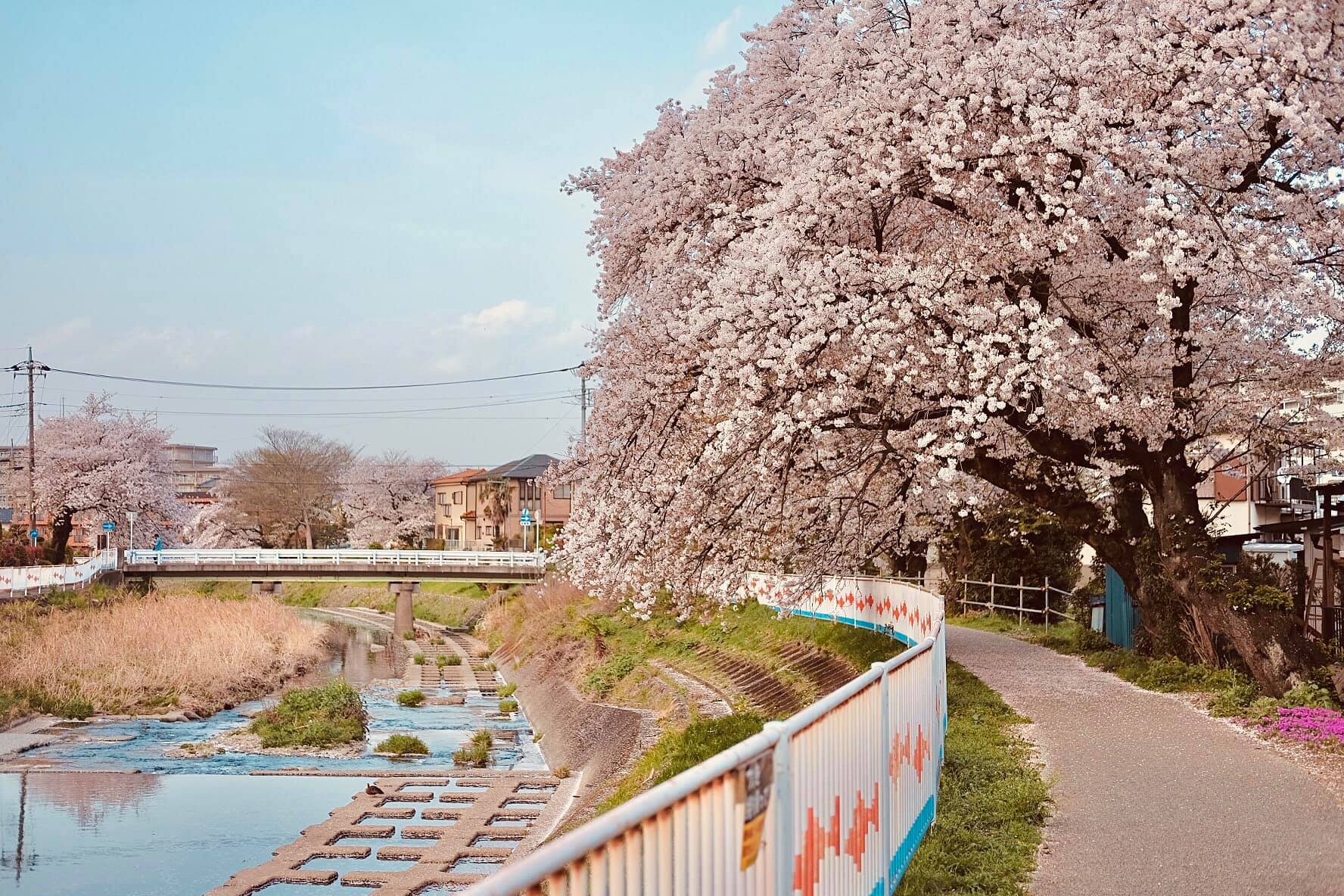 Cherry blossom season in Saitama, Japan