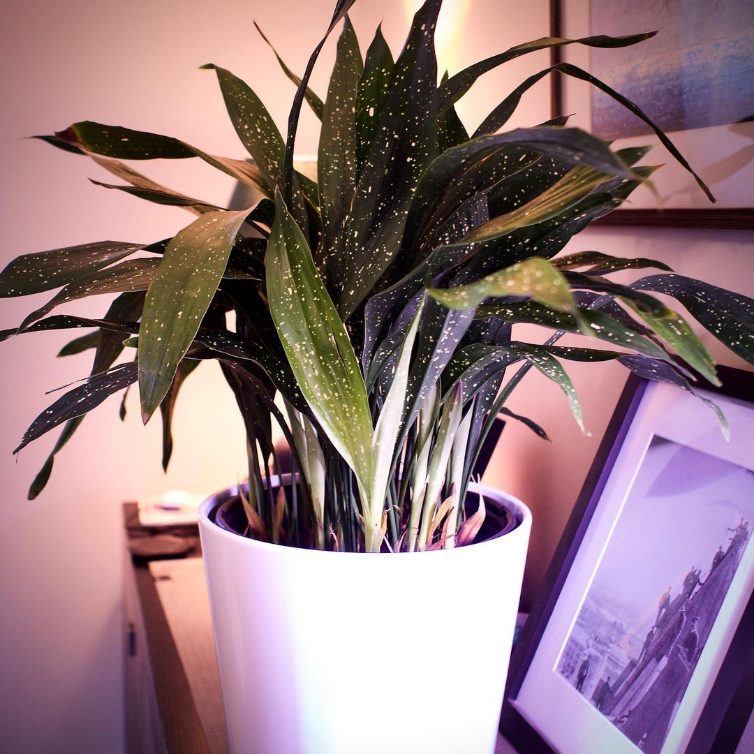 Cast Iron Plant is not only unkillable but also pet-safe. Photo by Derek @cat_plant_friends