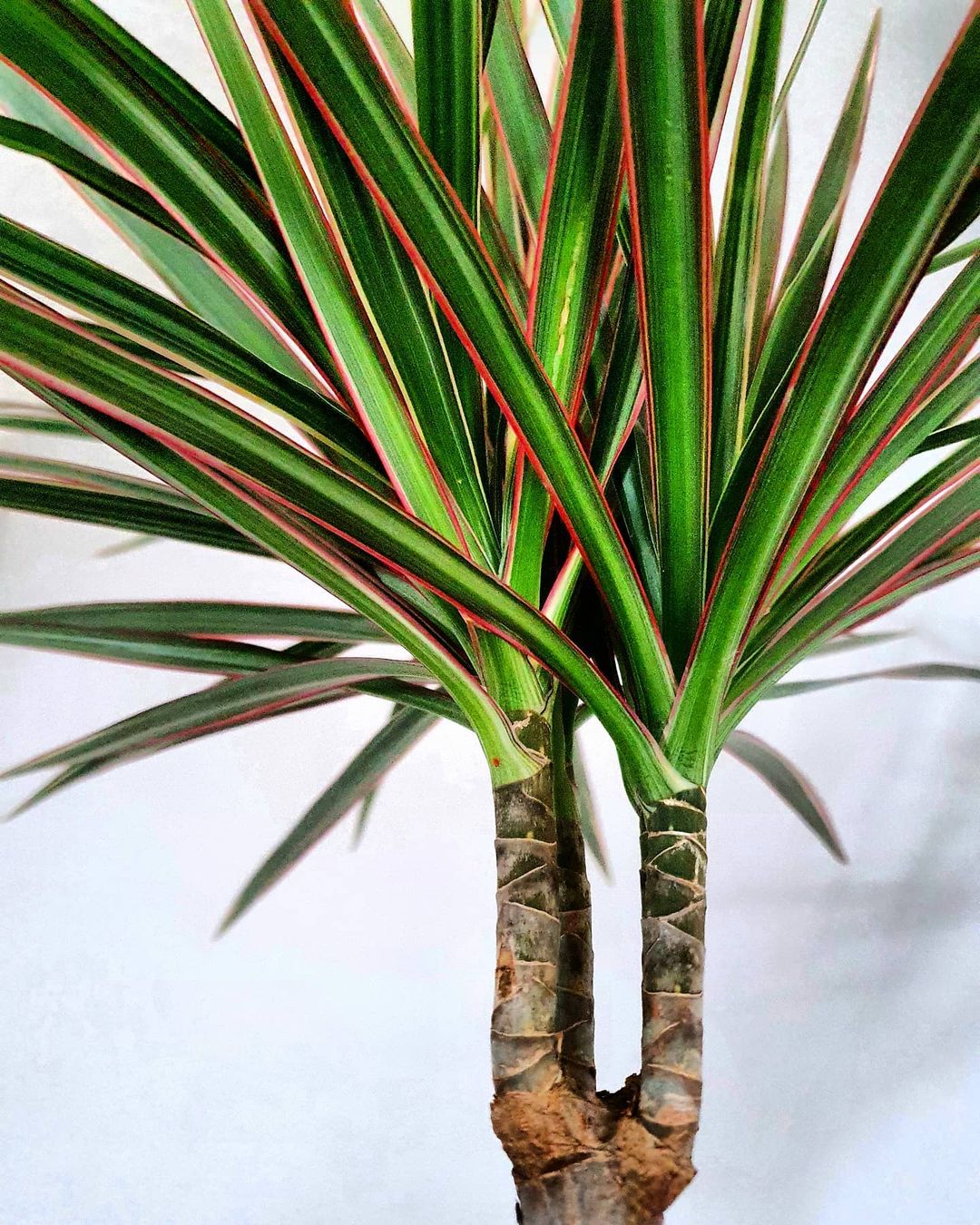 Dragon Tree is a low-maintenance plant for your home office