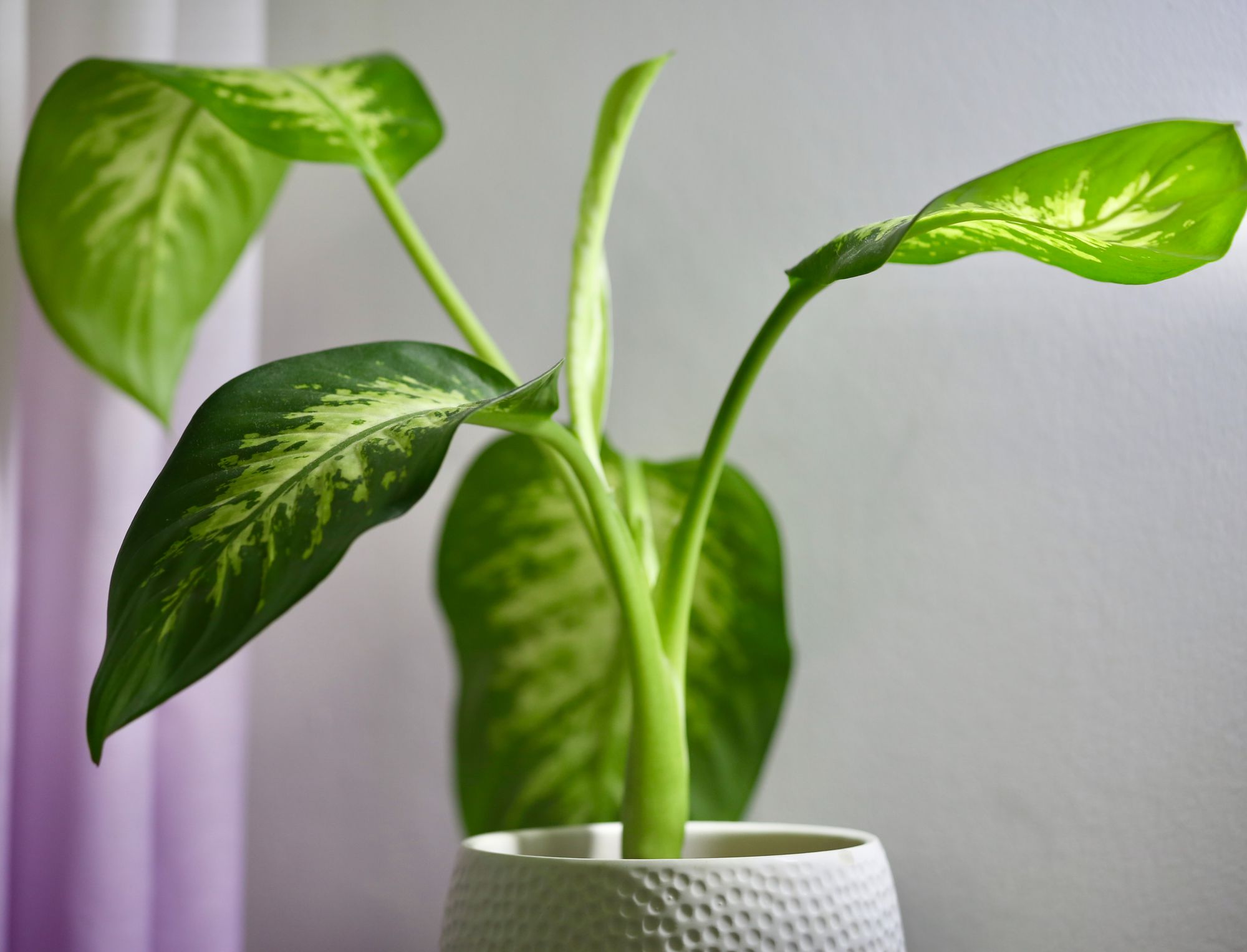 Dumb Cane Dieffenbachia, one of the best plants for a home office