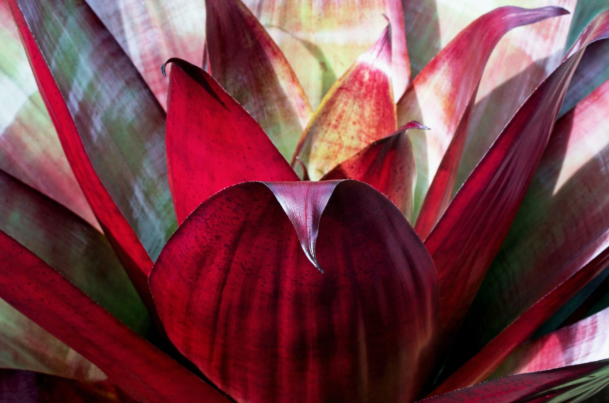 A close-up photo of the large bromeliad plant