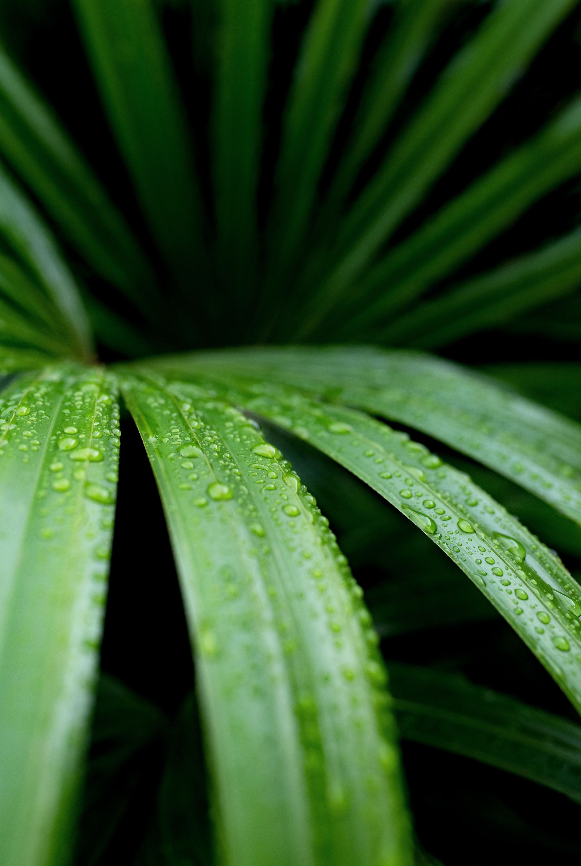 Lady palm or Rhapis palm, Rhapis excelsa