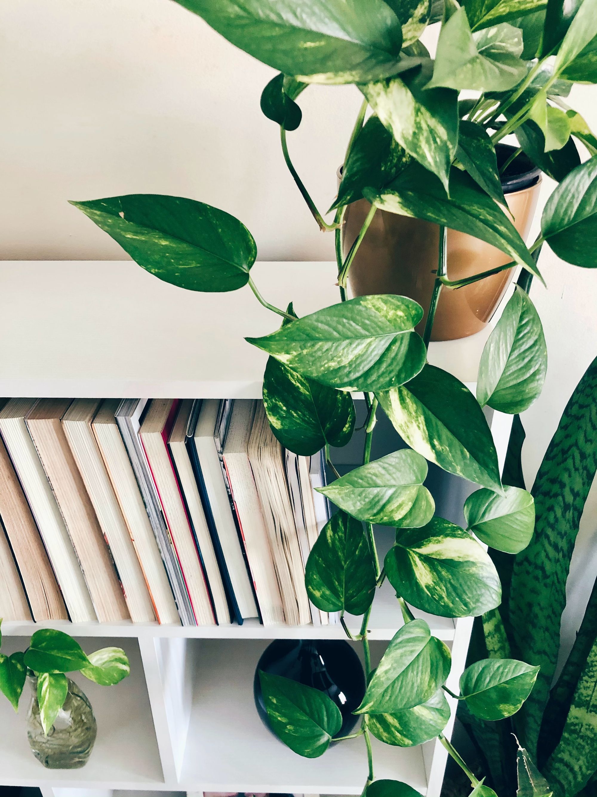 Also known as Devil’s Ivy, Pothos is a resilient plant that thrives in spaces with little natural light