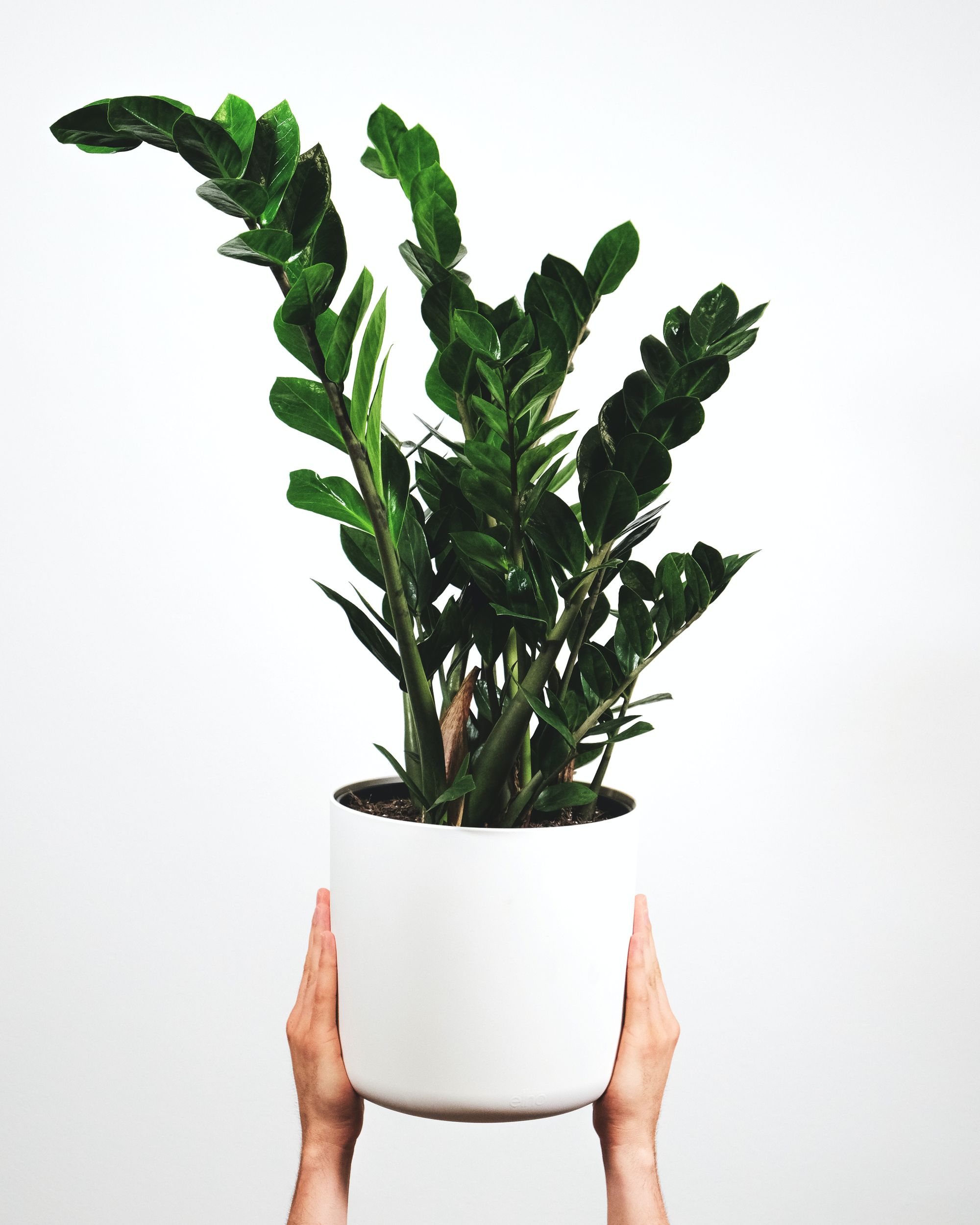 Unkillable plant for a home office — ZZ Plant (Zamioculcas)