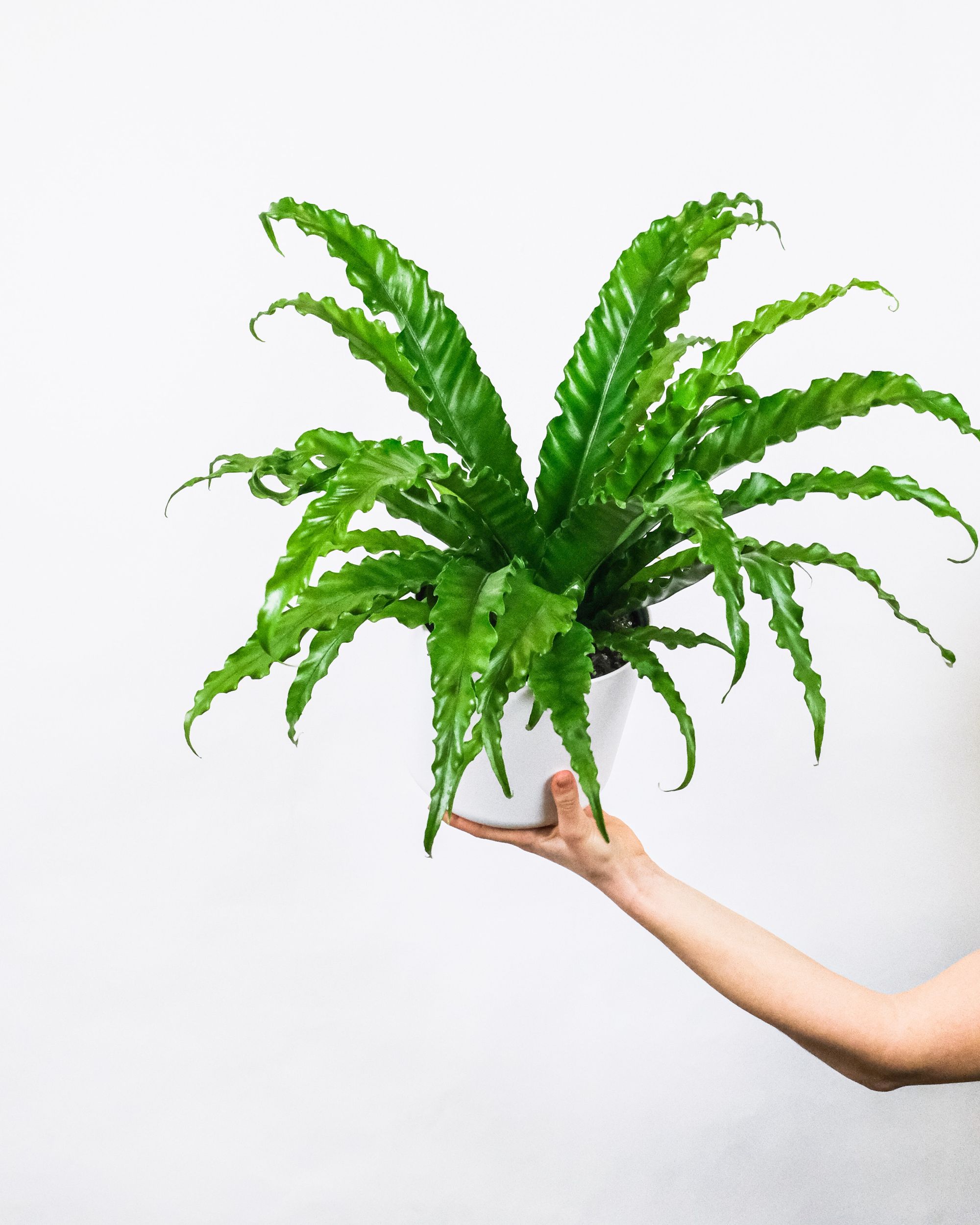 A woman's hand holding the asplenium nidus aka the bird's nest fern