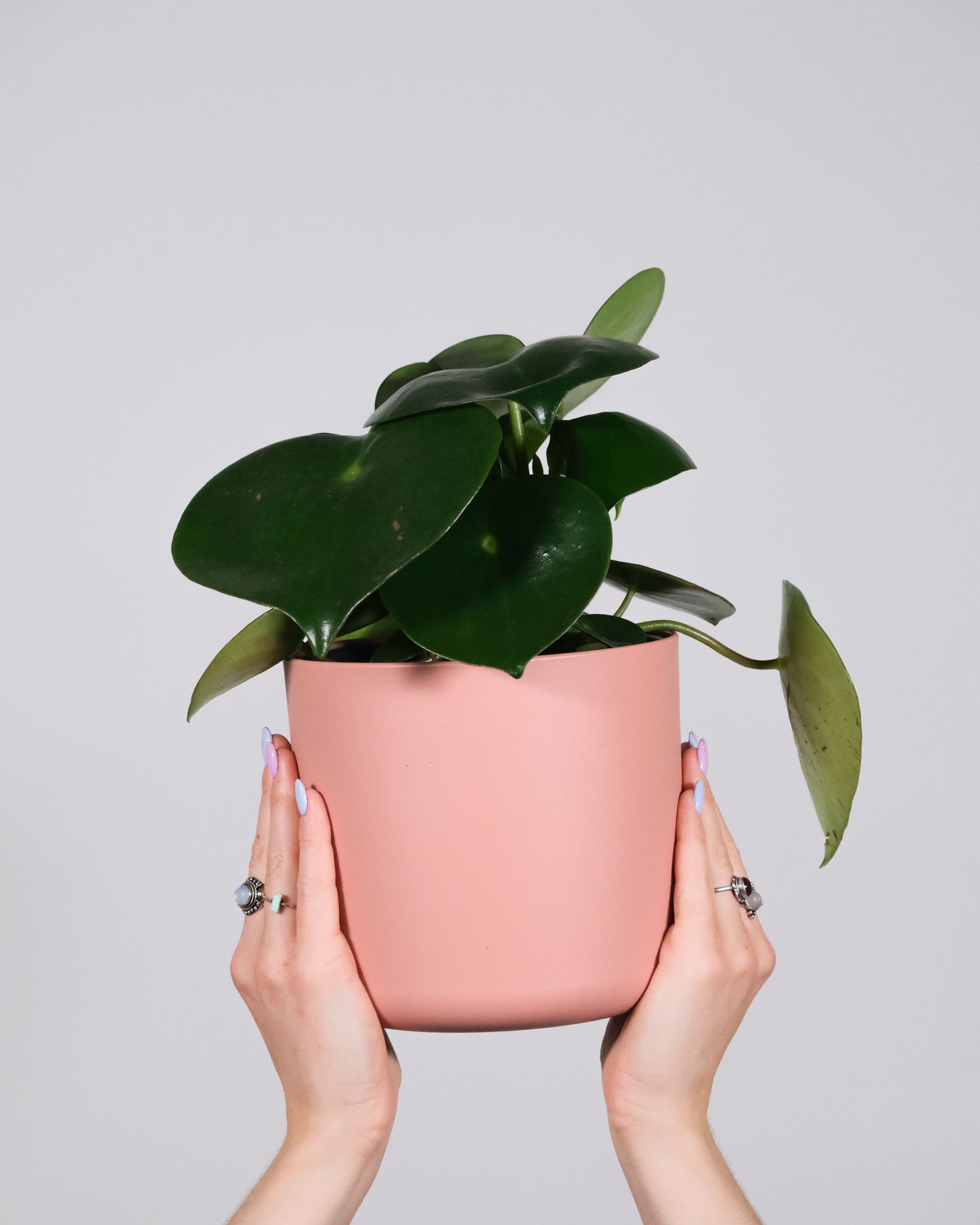 Unkillabel low-light plants for a windowless home office — peperomia