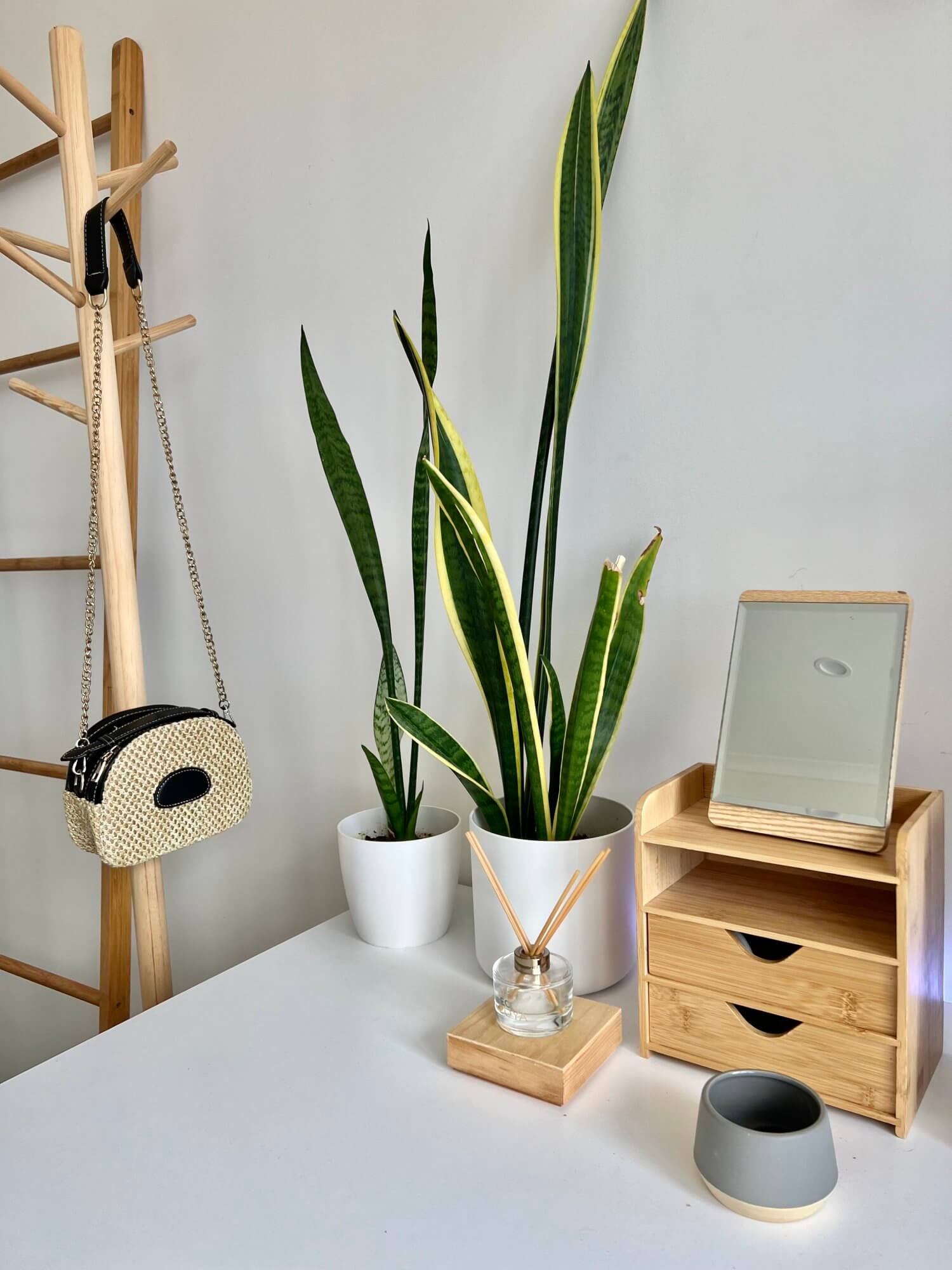 Snake Plants thrive in low light spaces and require very little attention