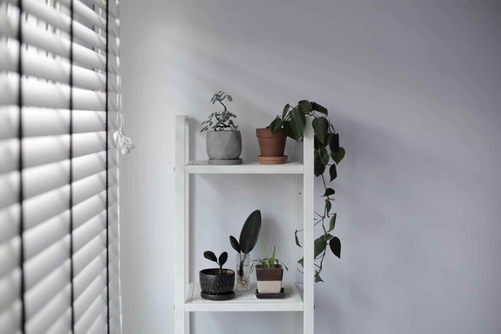 Indoor plants in a home office