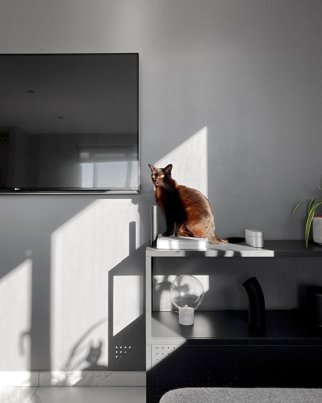 A cat sitting on the sideboard