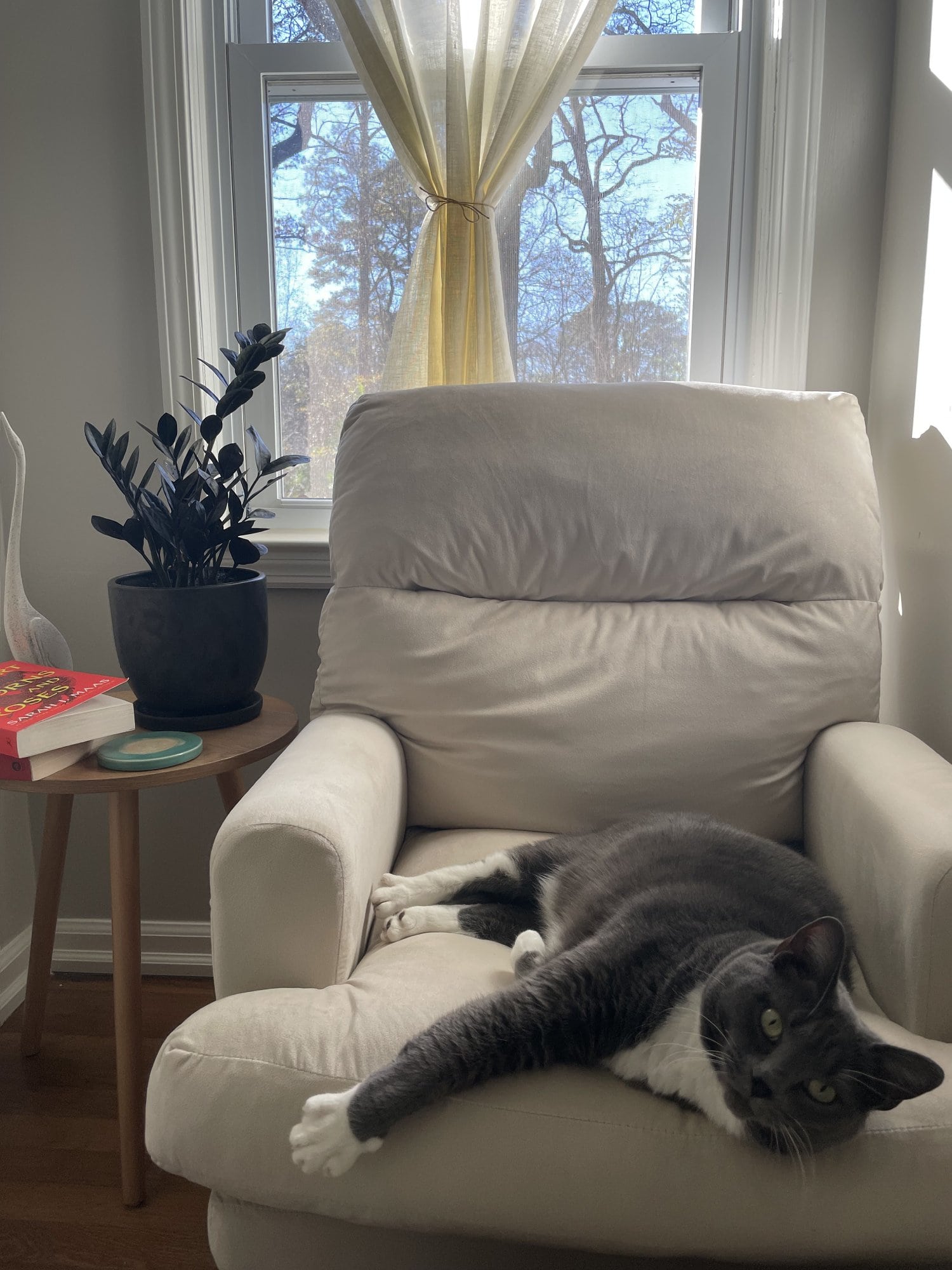 A black and white cat lounging on a chair in a small home office