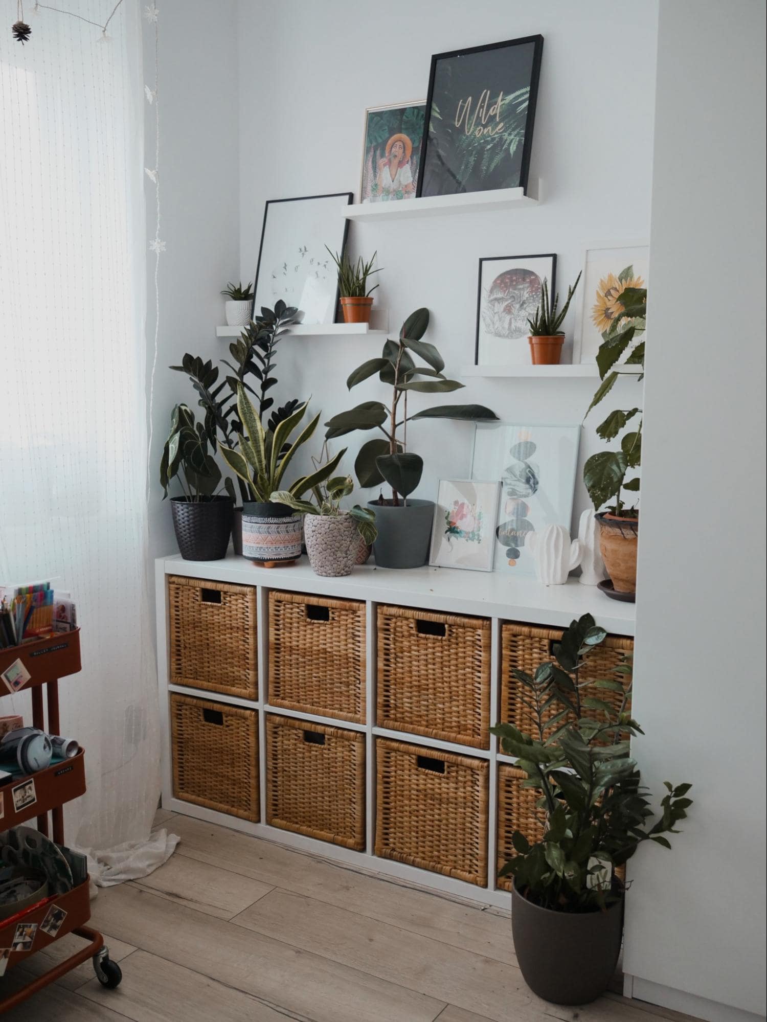 A collection of house plants, including the Snake plant, Zamioculcas, and Rubber Tree