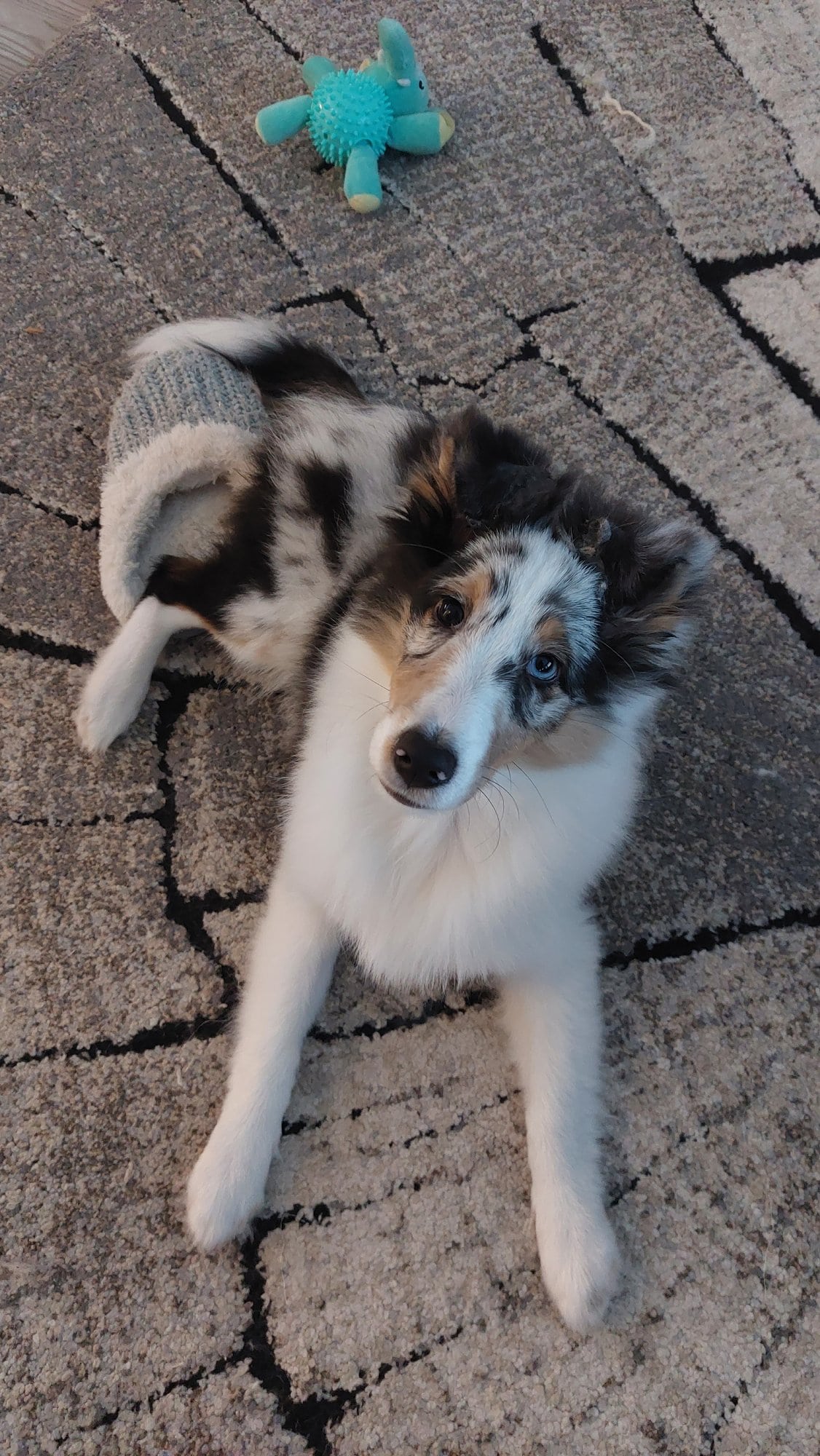 Elsa the dog with one of her toys