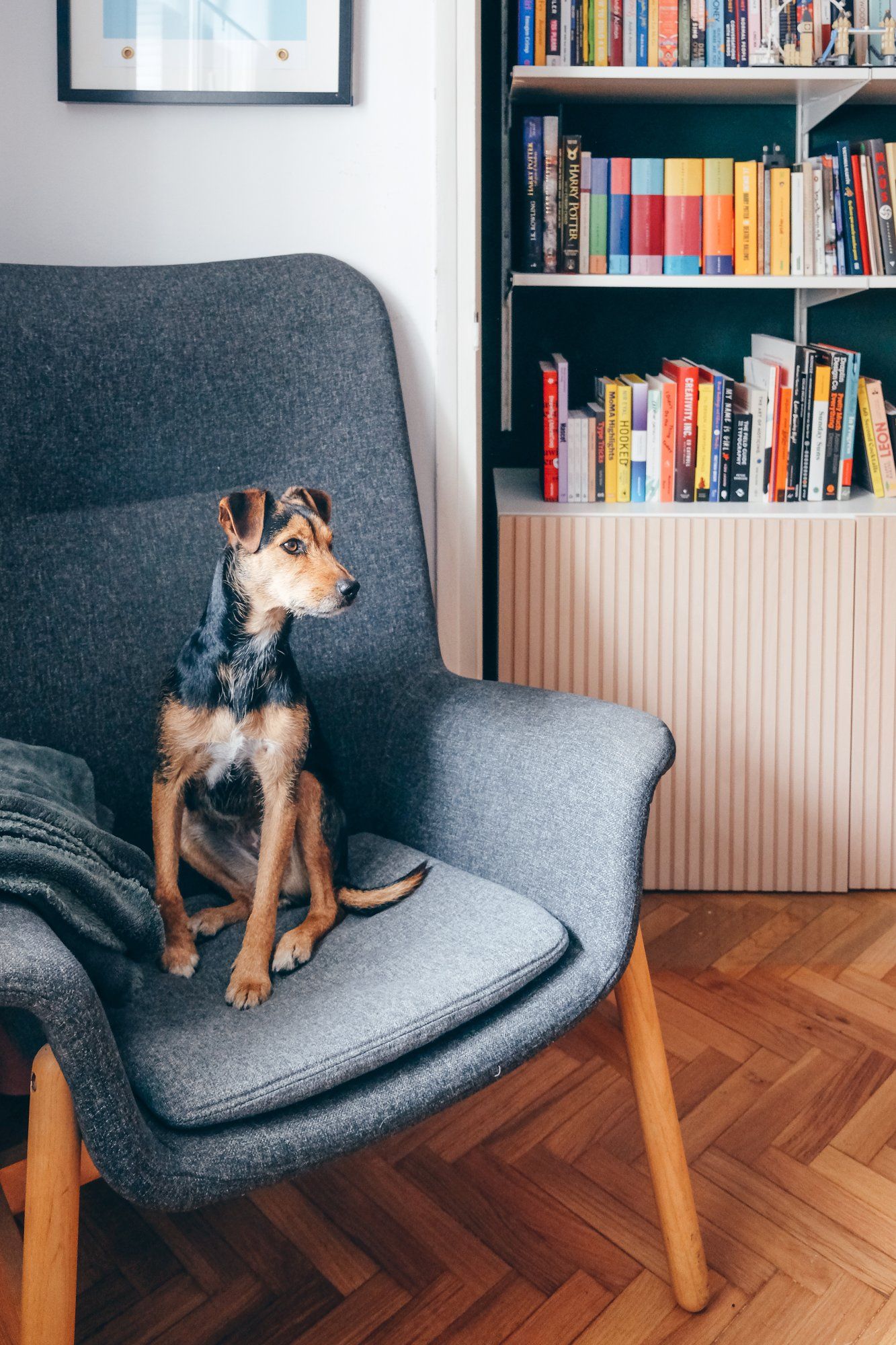 A dog sitting on a chair