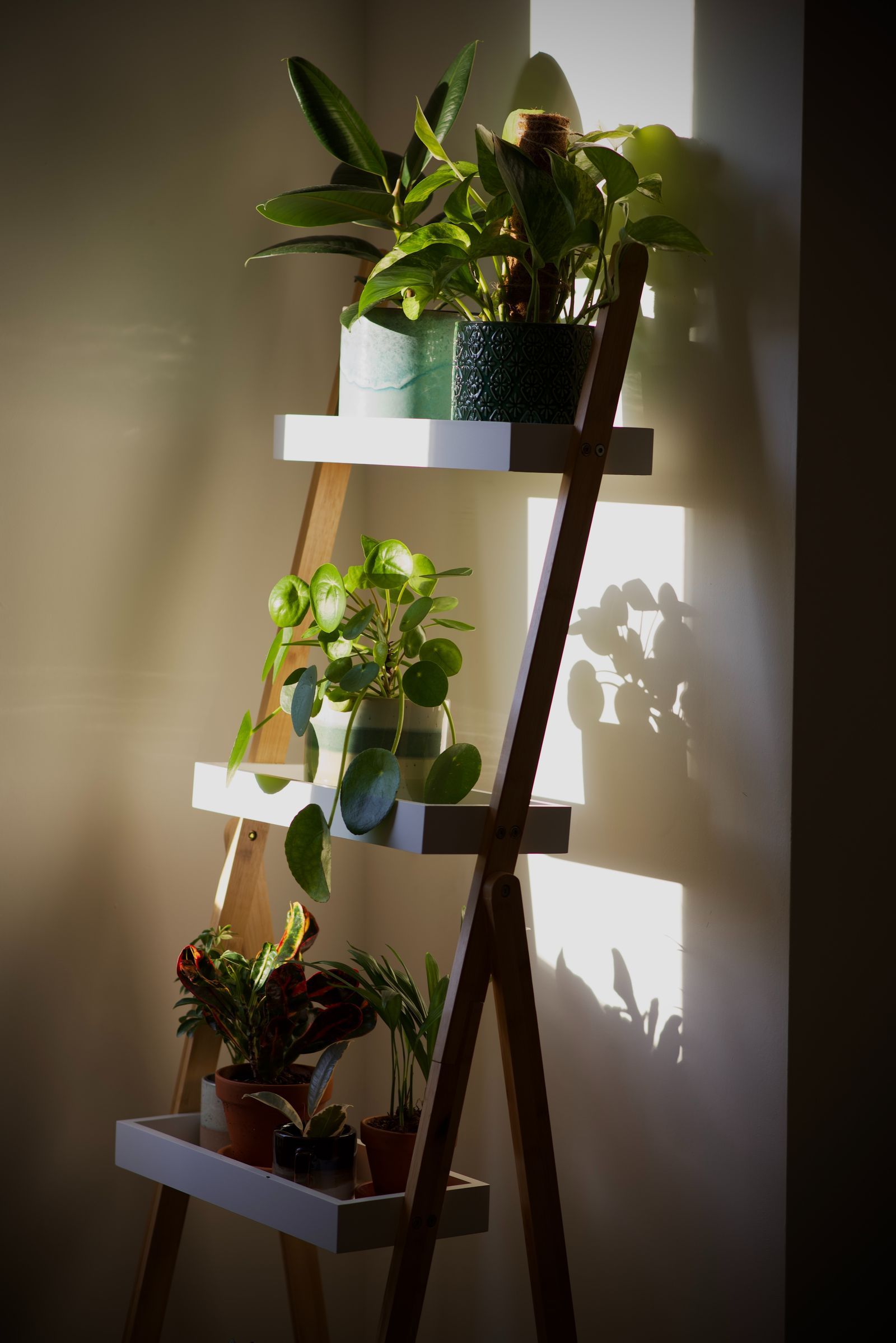 A ladder shelving unit with four different houseplants