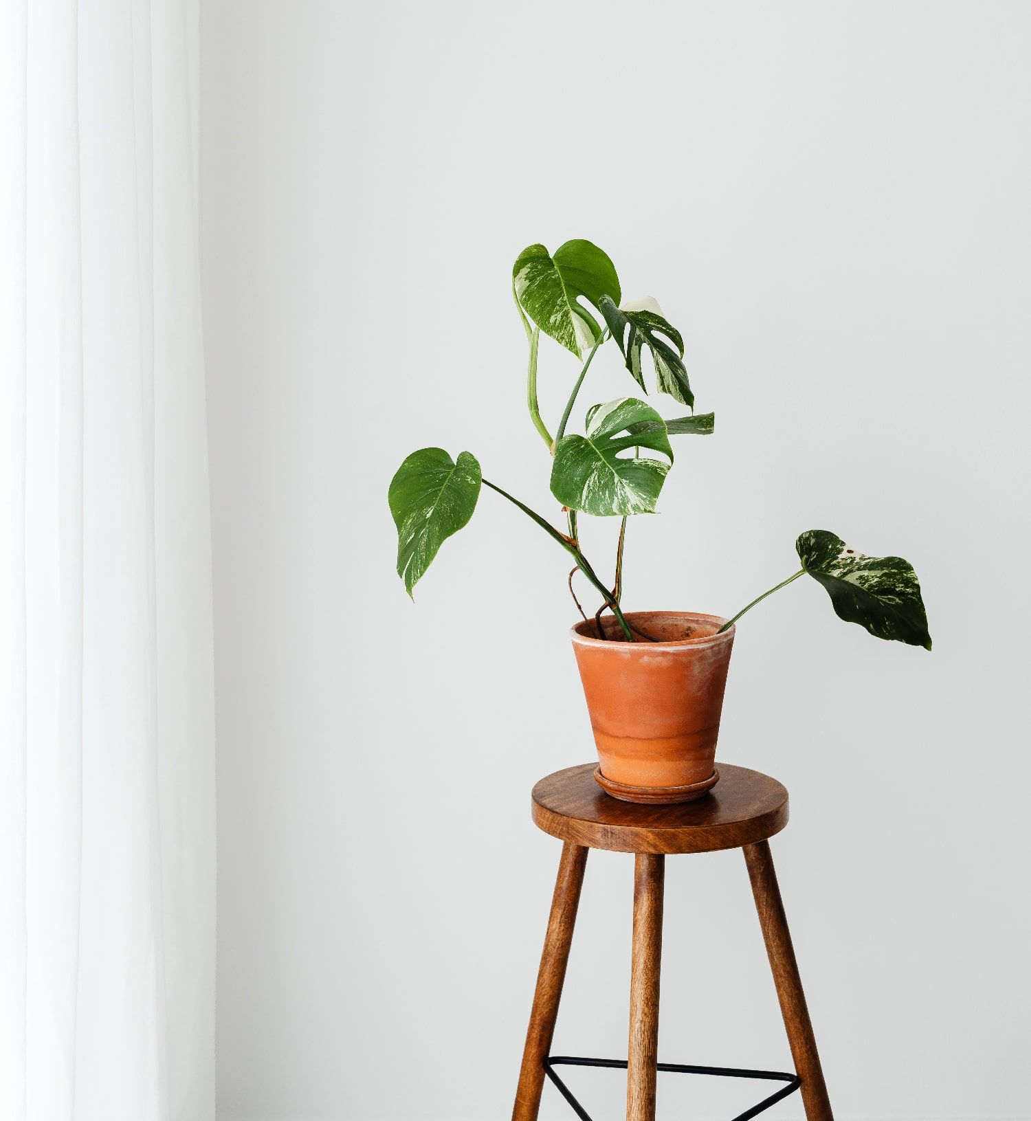 A plant in a rusty red pot