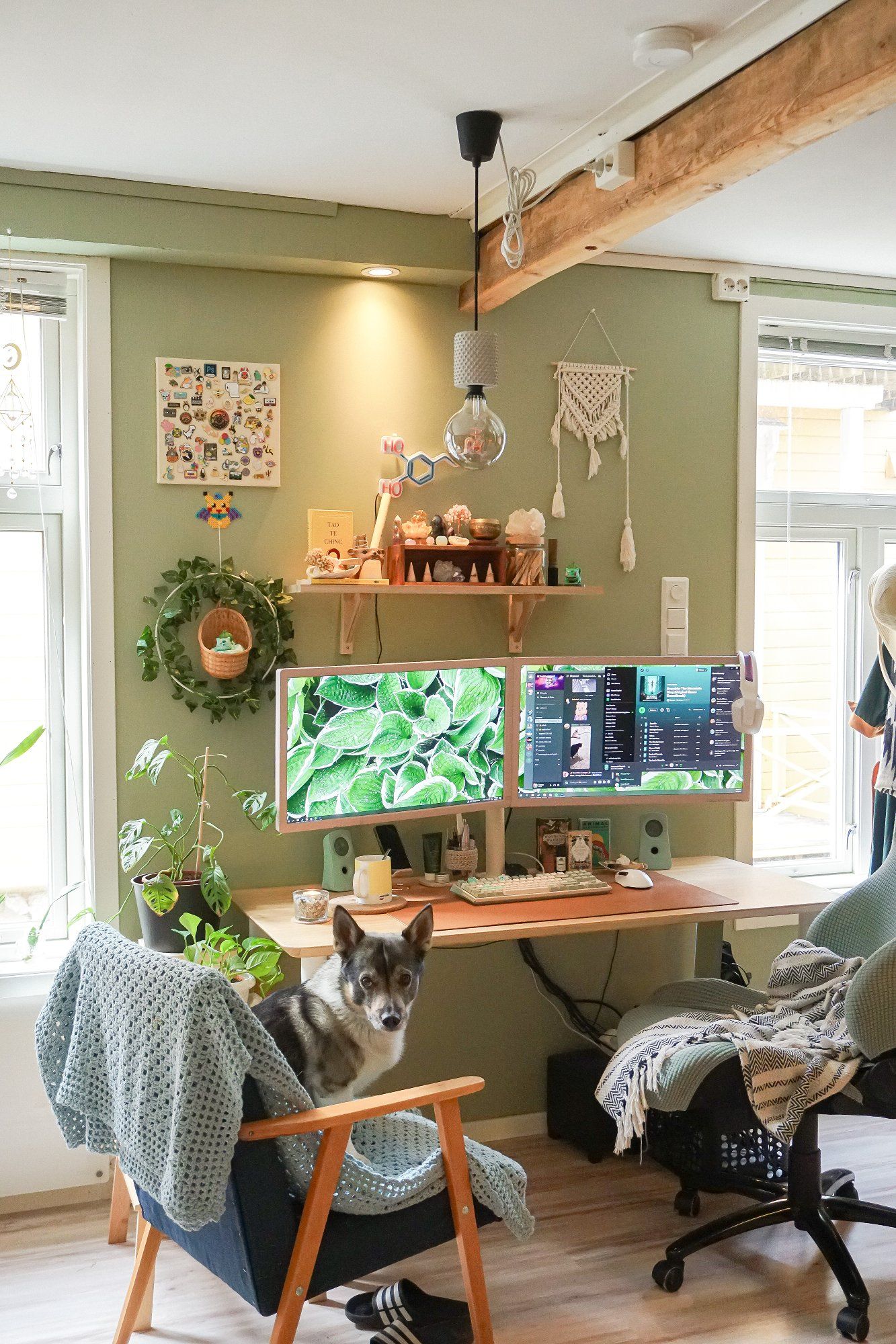 A dual-monitor home workspace setup with two chairs (one is reserved for a dog) and lots of plants