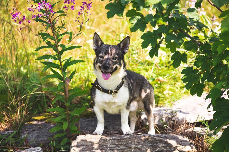 Atlas the dog on his morning walk in Trondheim, Norway