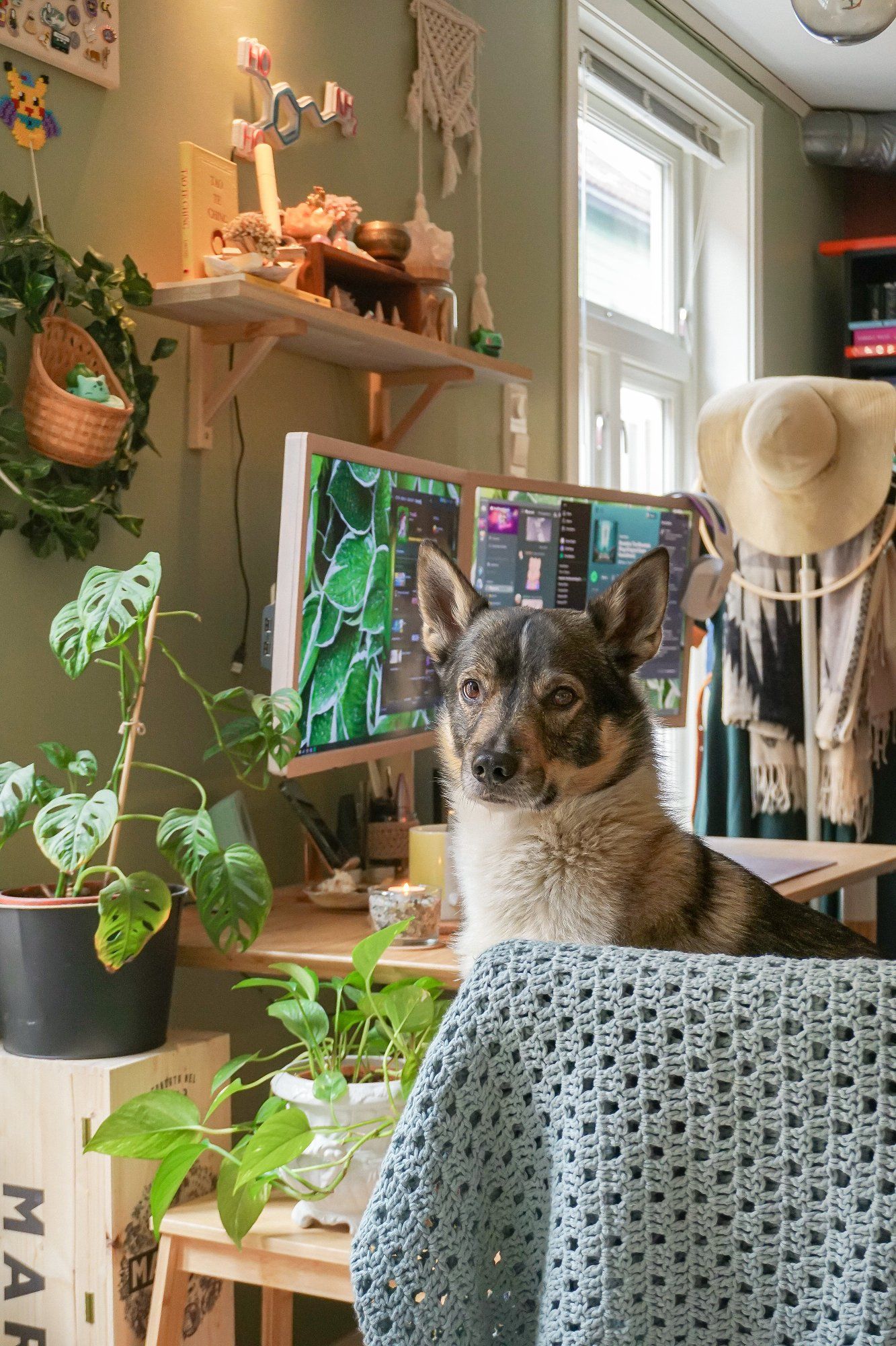 Atlas, a six-year-old Swedish Vallhund, in his owner’s home office