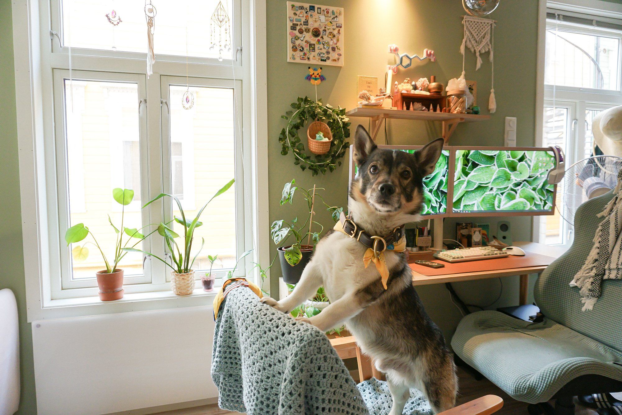 Atlas the dog being a good boy at his owner’s calming and creative home workspace