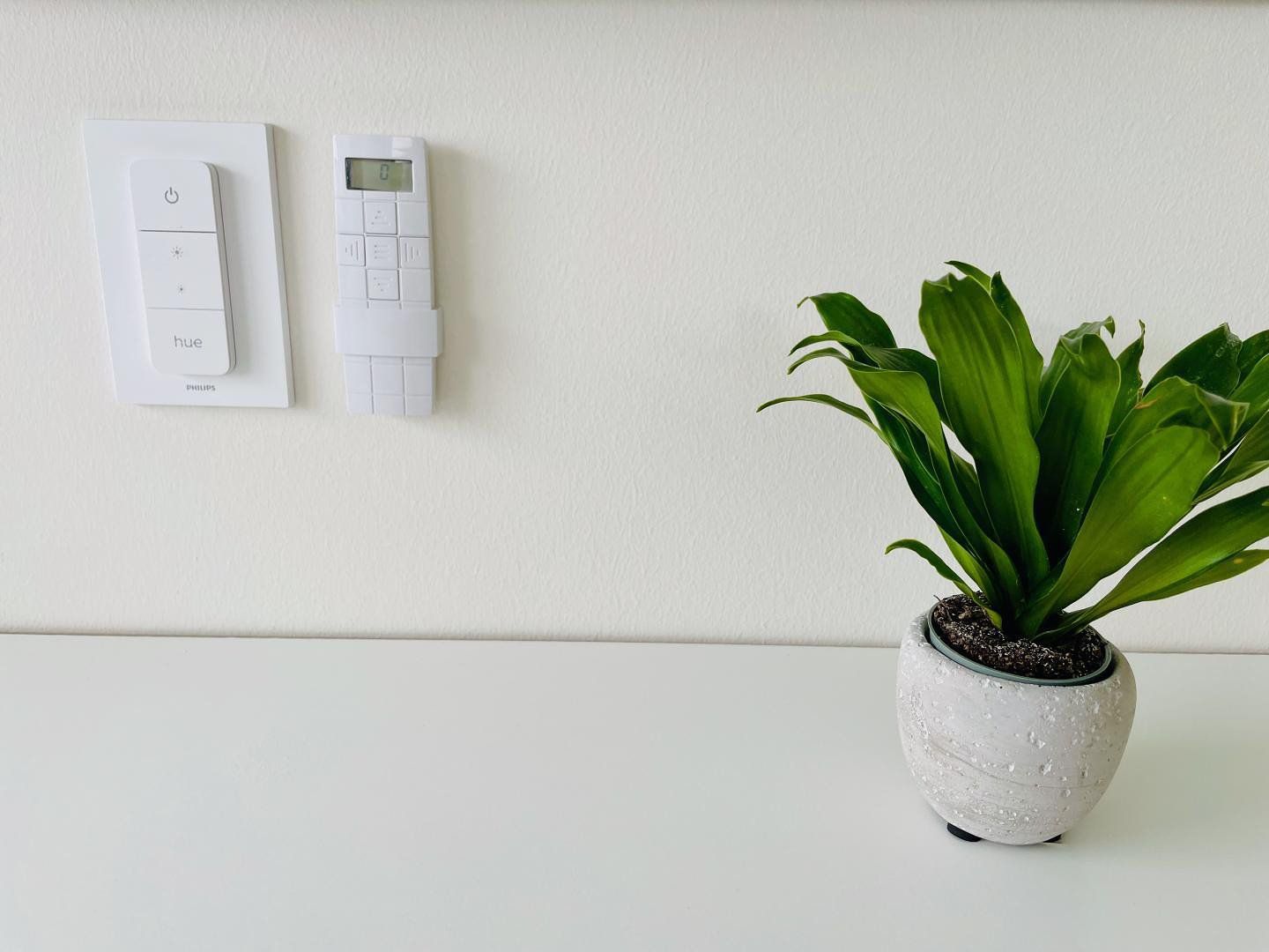 A wall-mounted Philips Hue dimmer and a Dracaena houseplant in a pot