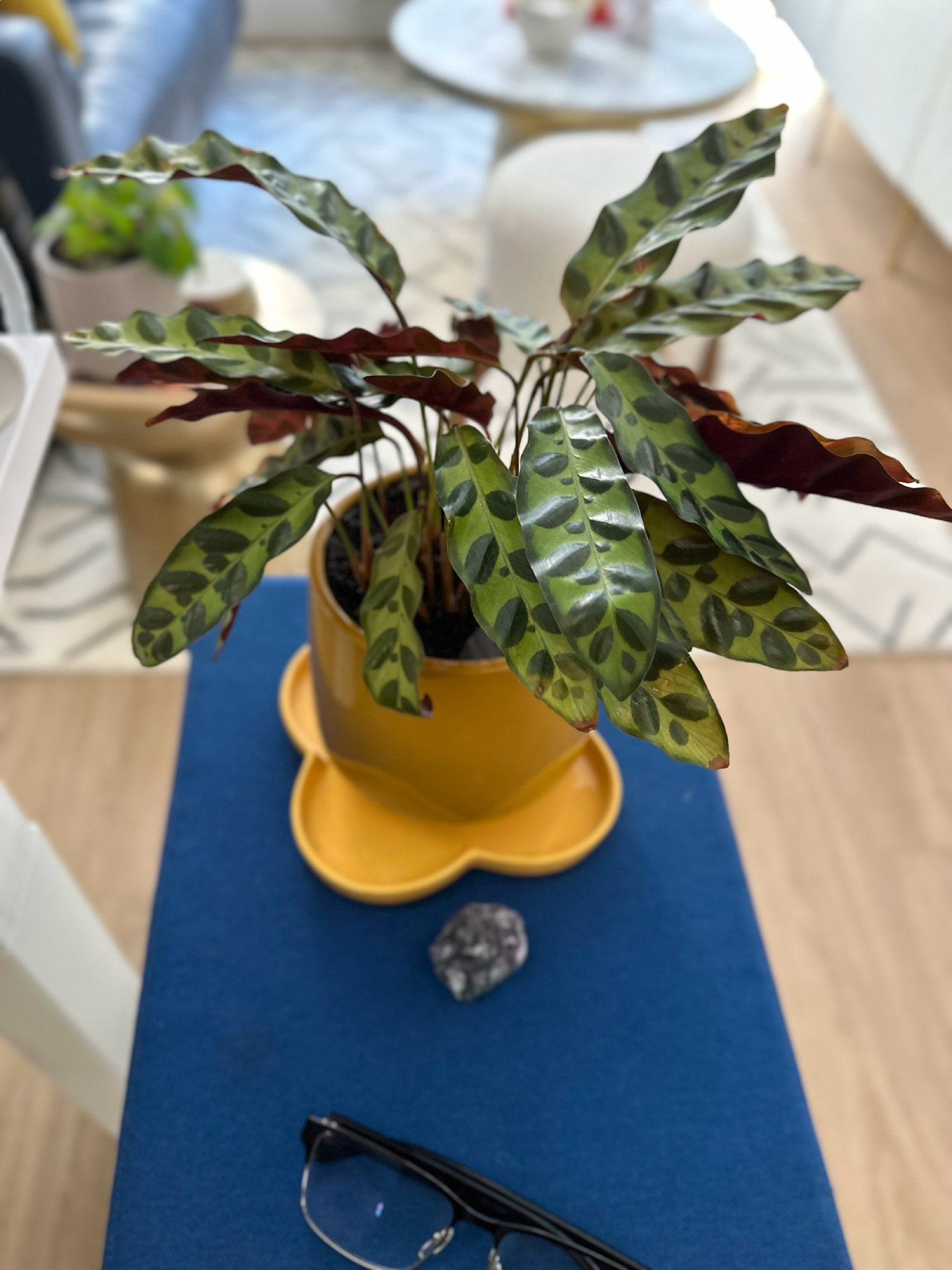 A potted Rattlesnake Calathea plant