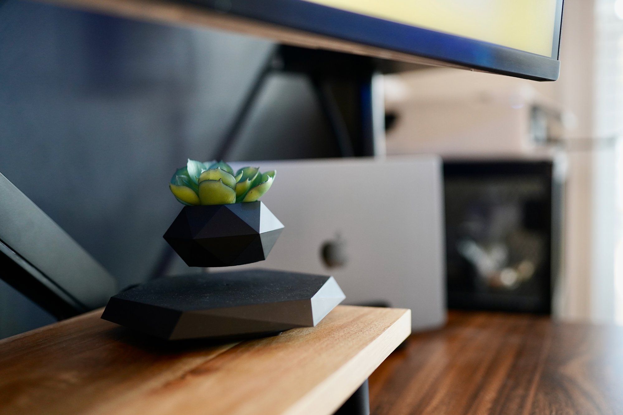 A levitating air pot with a succulent in it