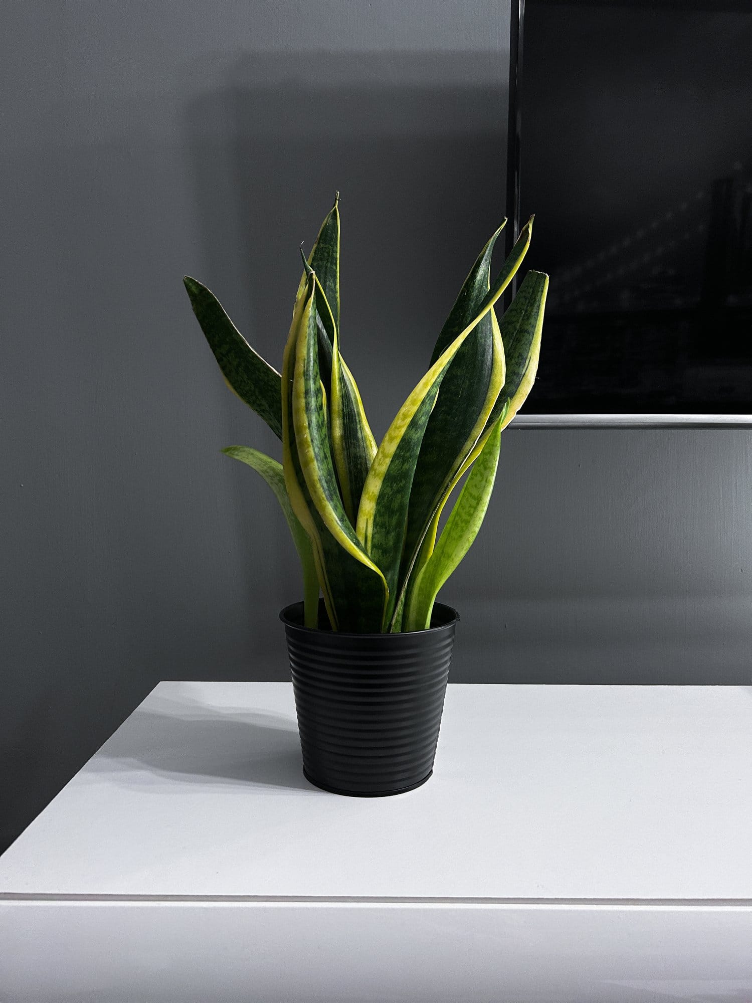 A potted snake plant with tall, slender leaves in a ribbed black pot, placed on a white table against a grey wall
