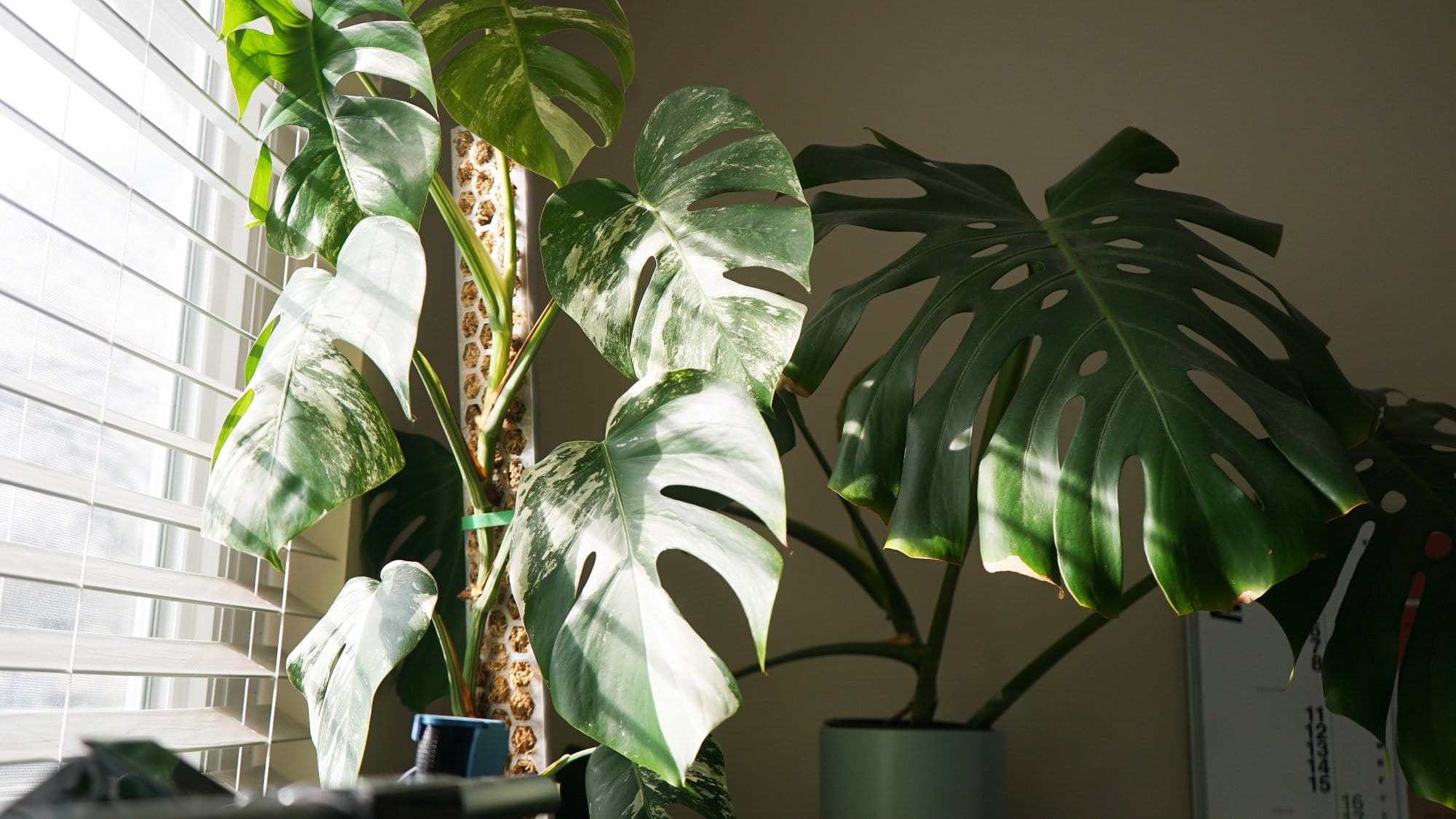Indoor plants with large, variegated leaves are bathed in sunlight next to a window with blinds
