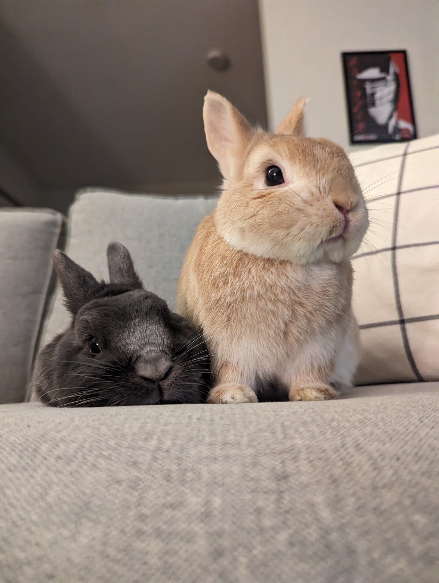 Two rabbits, one black and one tan, peeking over the edge of a grey sofa with a framed picture hanging in the background