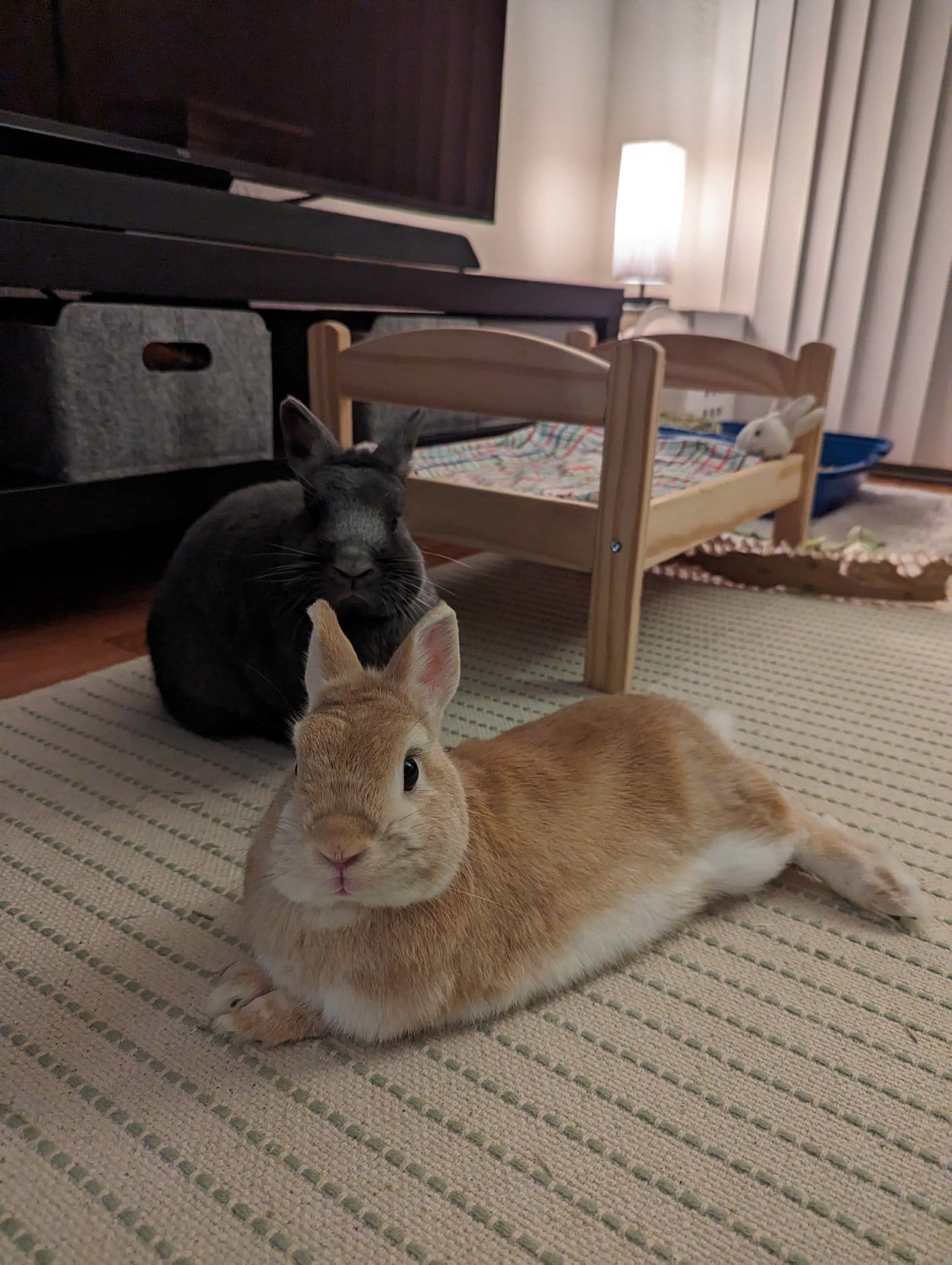Two rabbits, one black and the other orange and white, resting on a carpeted floor with a wooden toy bed and a lamp in the background