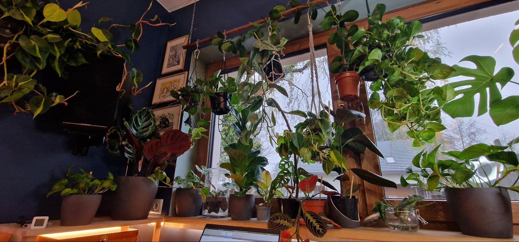 A vibrant window nook filled with a variety of indoor plants hanging and placed on shelves, with natural light streaming through to highlight the greenery against a dark blue wall