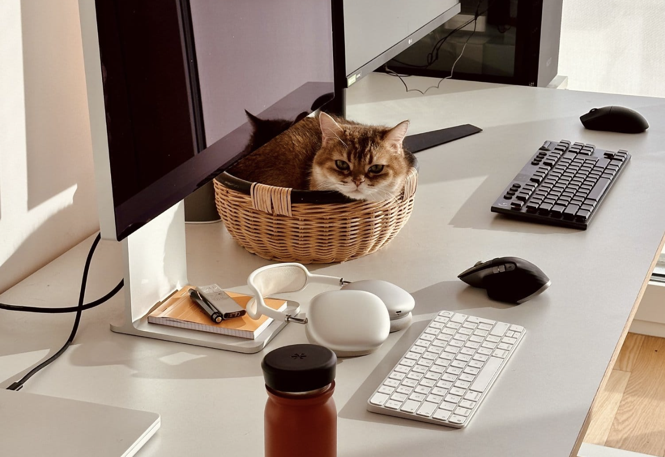 A desktop workspace with two keyboards, two mice, headphones, and a cat curled up in a basket