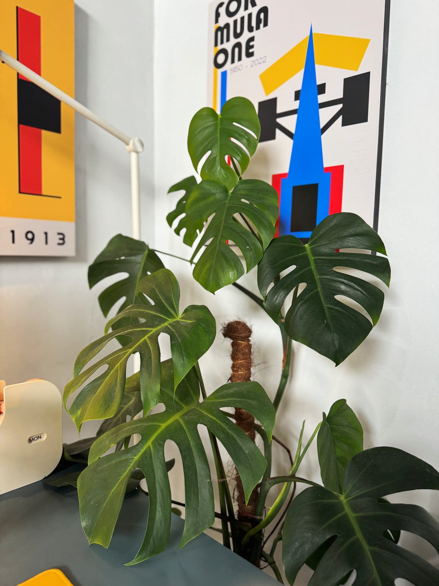 close-up of a Monstera plant beside a modern desk setup