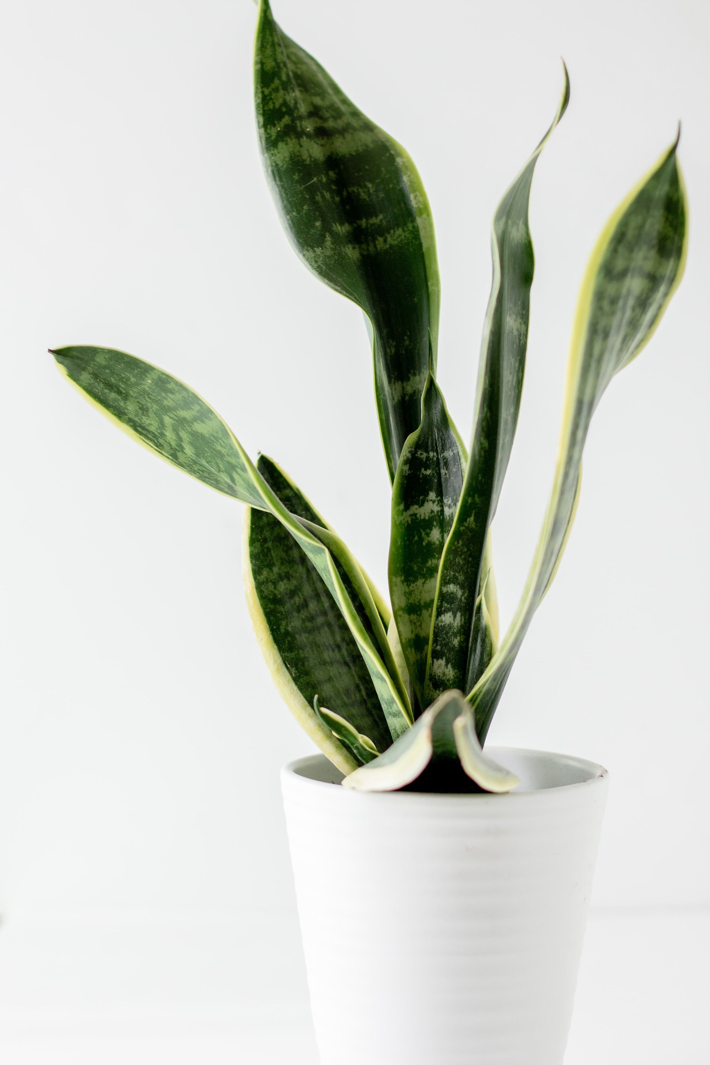 18 Unkillable Plants for a Home Office with No Windows