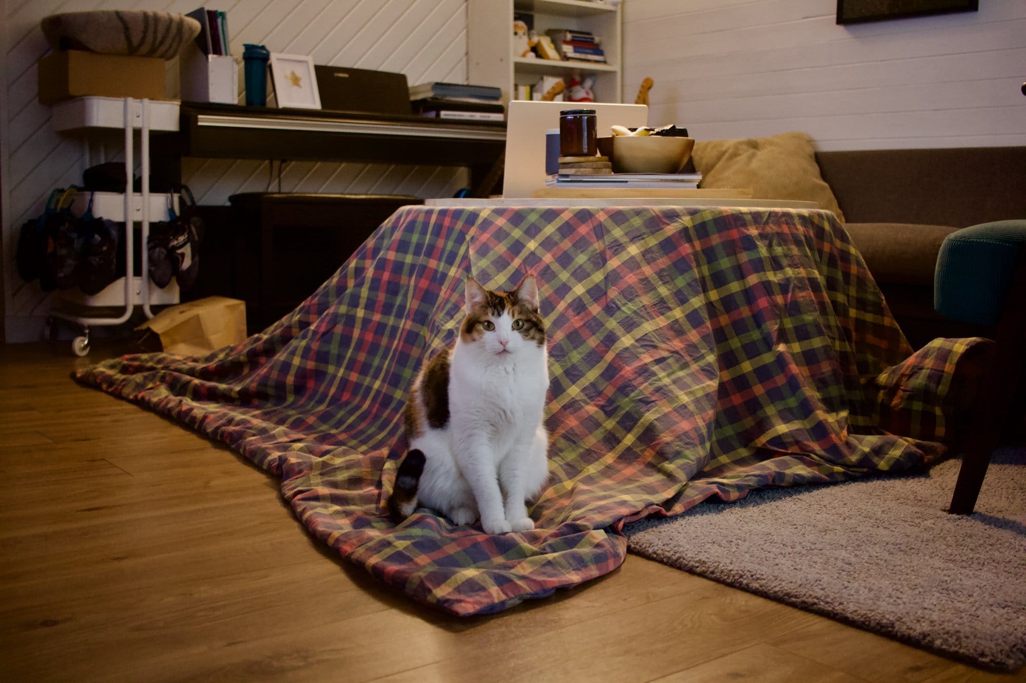 A kotatsu setup with a plaid blanket draped over a wooden table, a calico cat sitting in front, and a piano, bookshelf, and sofa in the background
