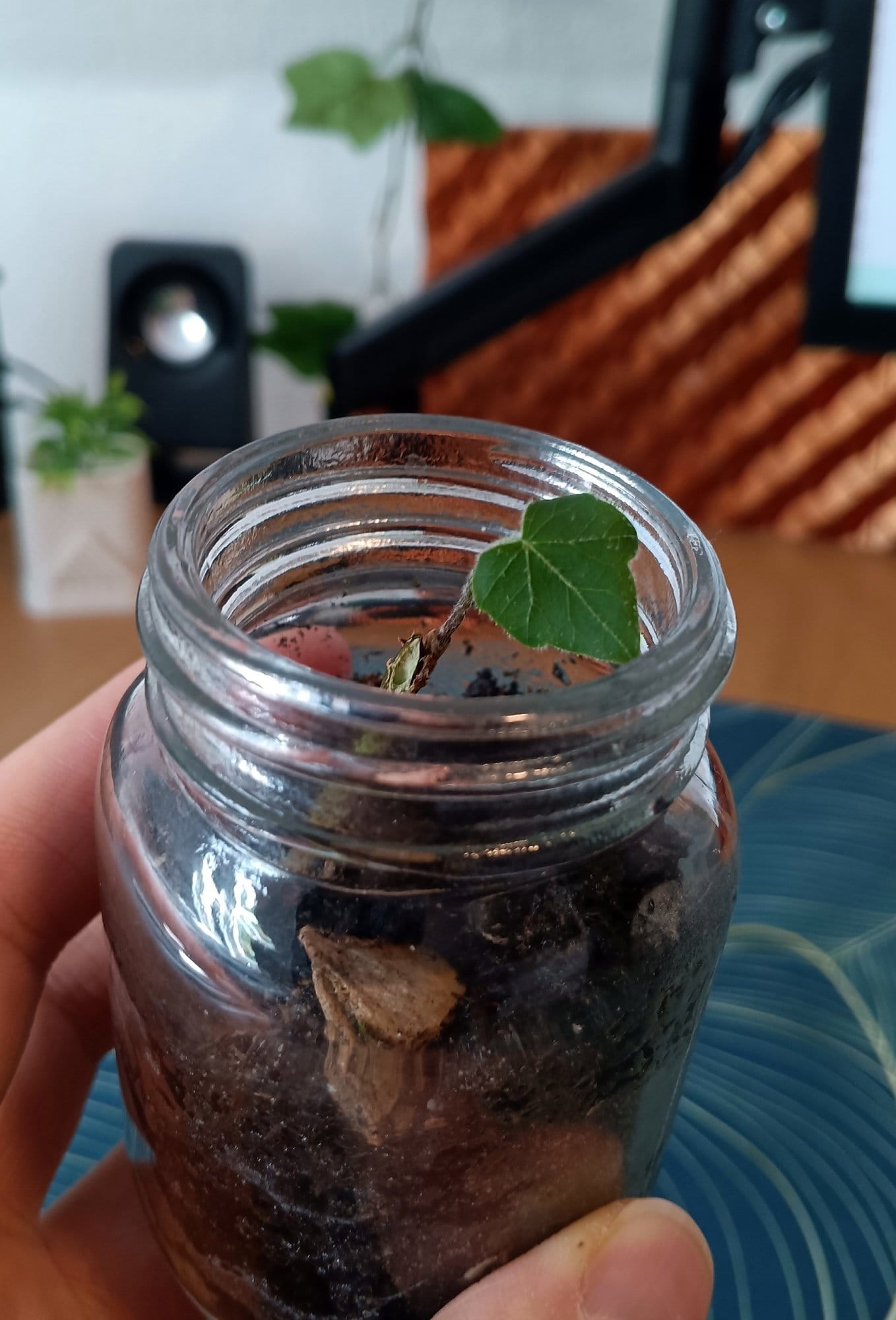 small ivy plant growing in soil inside a glass jar