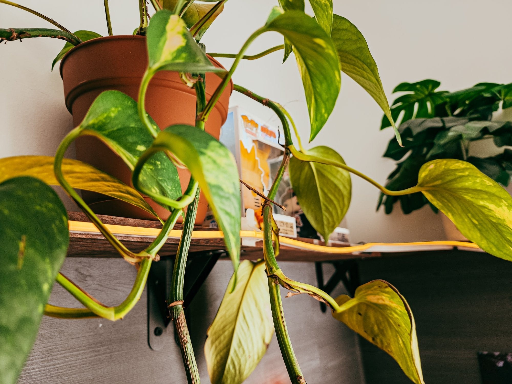 potted plant on a modern desk setup with greenery decor