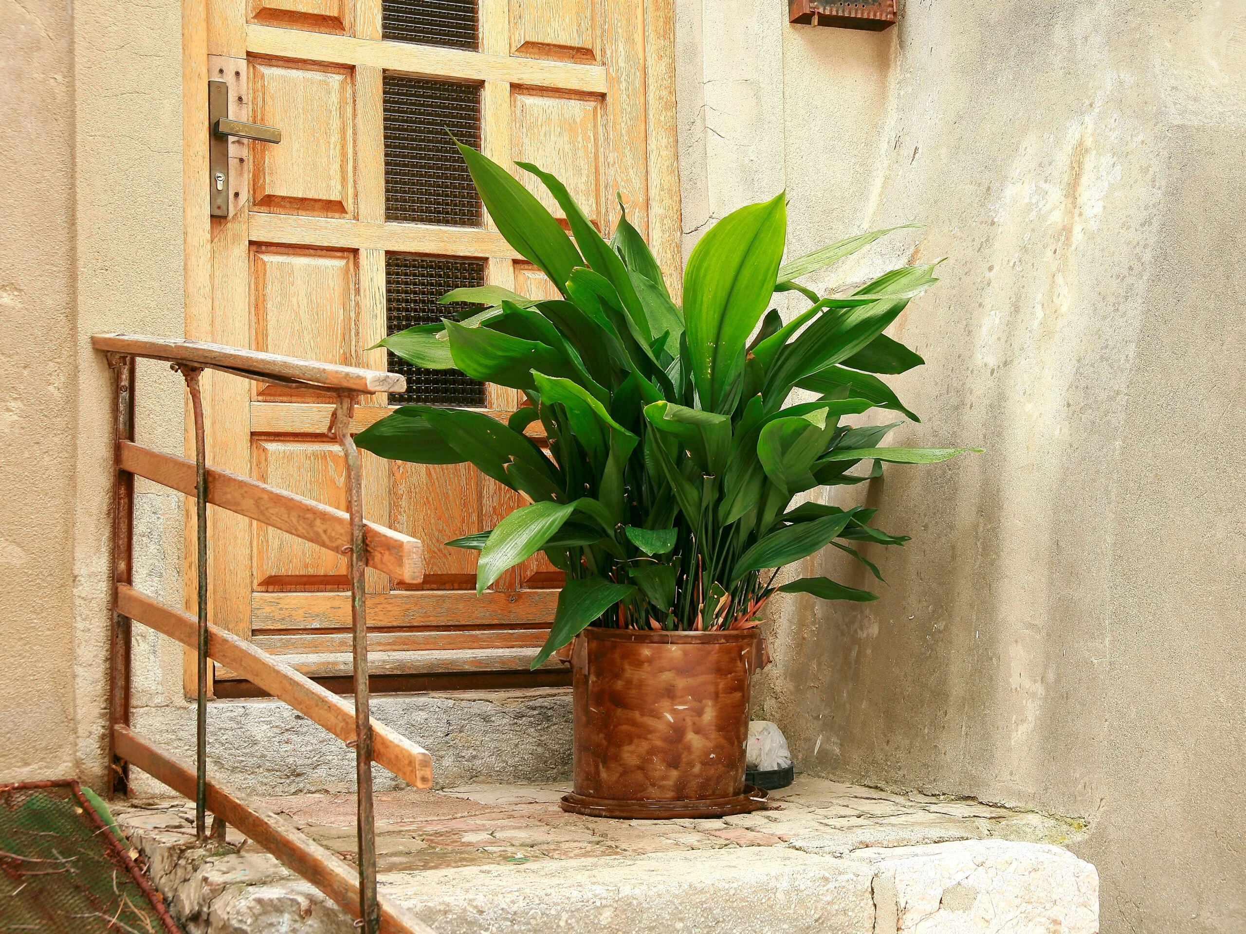 Cast Iron Plant