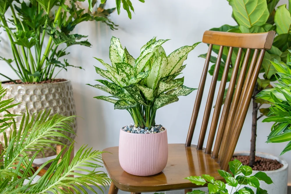Chinese Evergreen