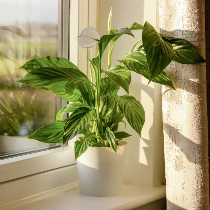 Peace Lily