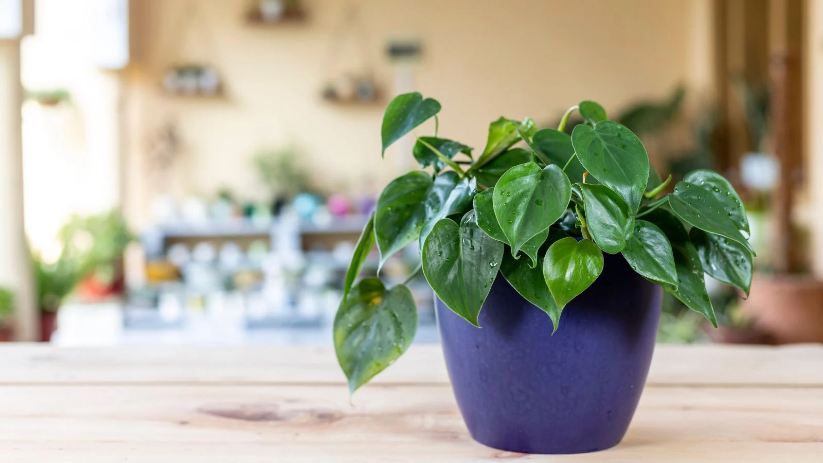 Philodendron Heartleaf