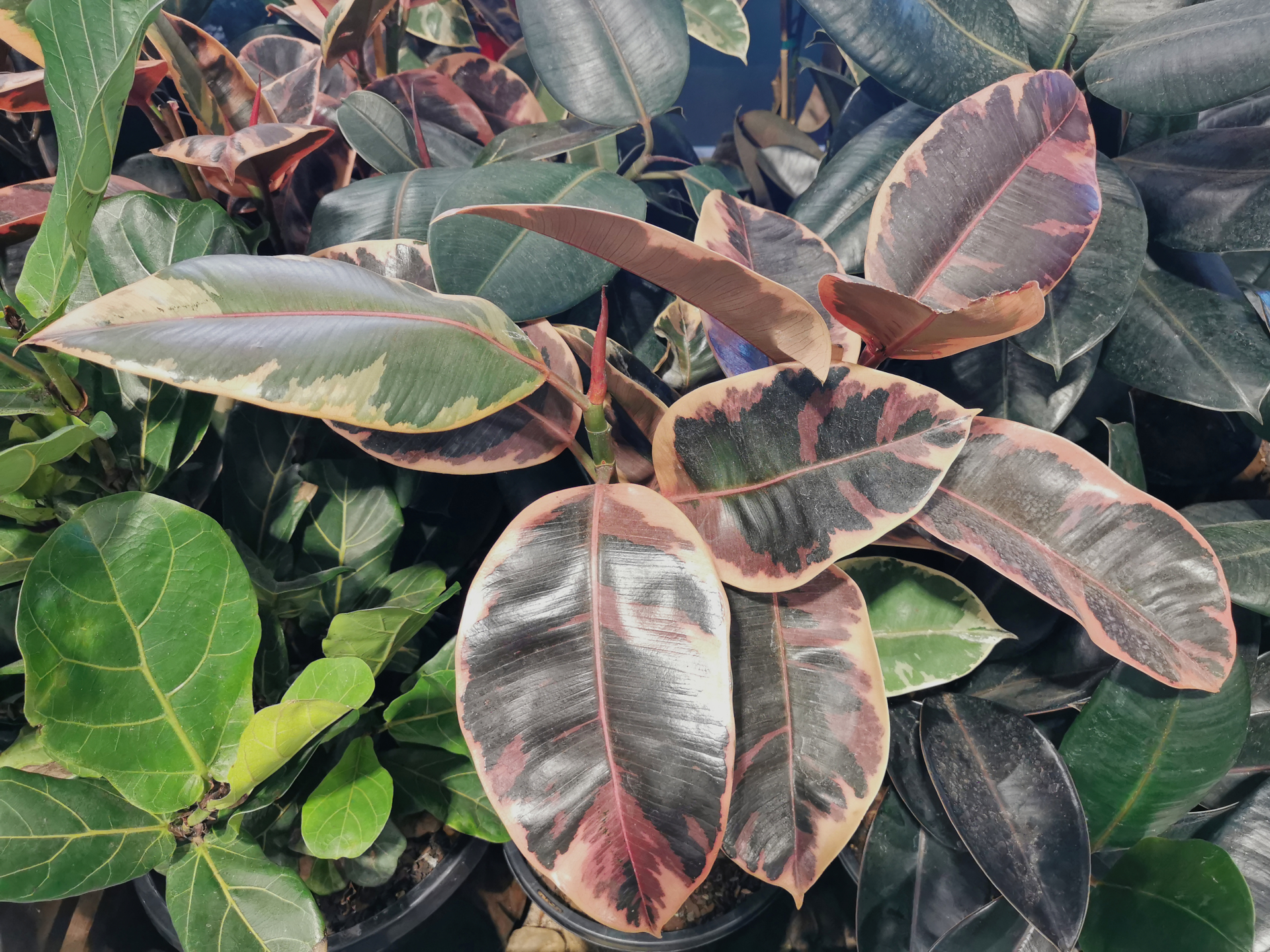 Rubber Plant