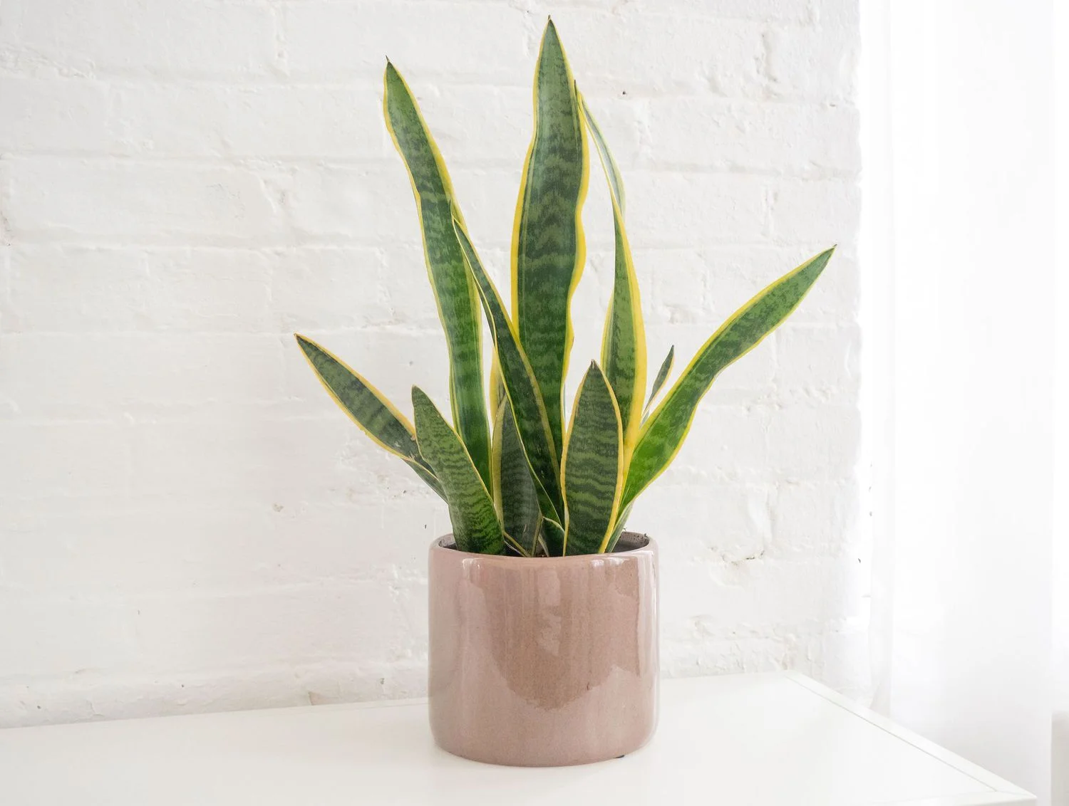 Snake Plant